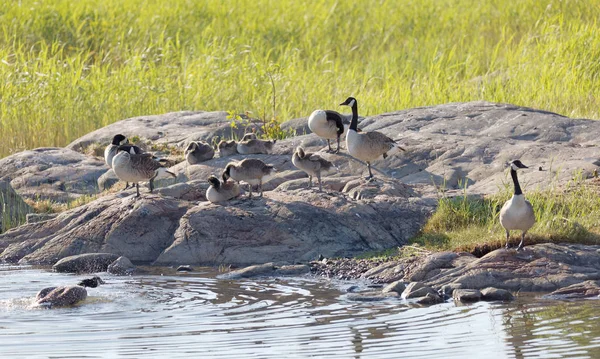 Canada Goose Ptačí Rodiny Spočívající Skále Moře Latinsky Branta Canadensis — Stock fotografie