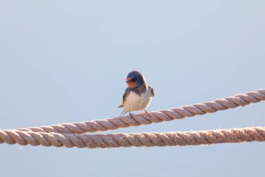 Bir ip üzerinde oturan bir kırlangıcı kuş closeup (Latince: Hirundo rustica)