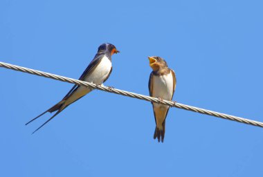 Telefonda oturan kırlangıcı kuş civciv besleme tel, mavi yaz gökyüzü arka planda (Latince: Hirundo rustica)