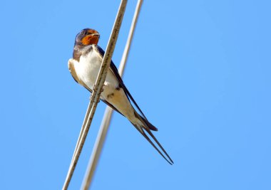 Bir telefon kablosu, arka plan mavi yaz gökyüzünde oturan kırlangıcı kuş (Latince: Hirundo rustica)
