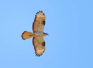 Bayağı şahin uçan (Latince: Buteo buteo). Arka plan mavi gökyüzü
