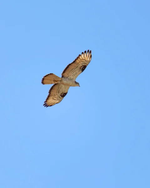 Repülő Egerészölyv Latin Buteo Buteo Kék Háttérben — Stock Fotó