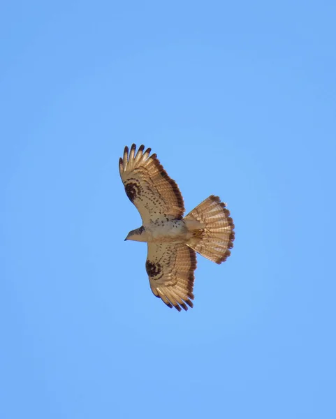 Flying Common Buzzard Latin Buteo Buteo Ciel Bleu Arrière Plan — Photo