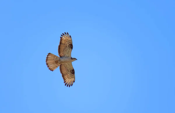 Repülő Egerészölyv Latin Buteo Buteo Kék Háttérben — Stock Fotó