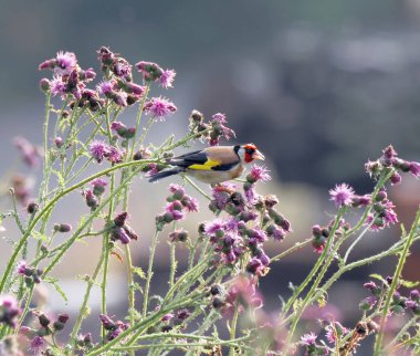 Mor devedikeni yiyen ispinoz kuşu, en sevdiği yiyecek (Latince: Spinus tristis)