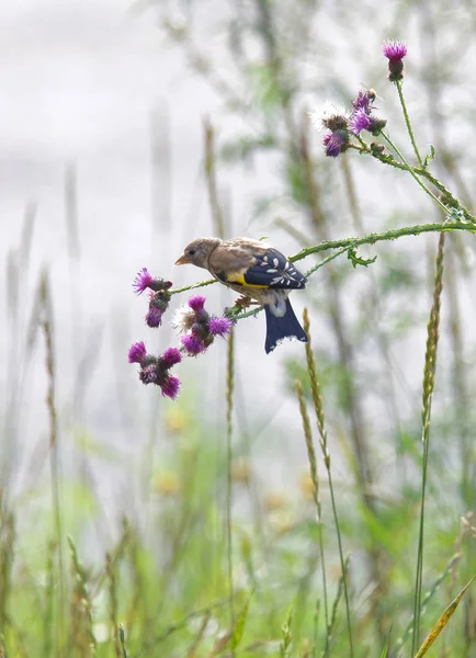 Pájaro Jilguero Hembra Sentado Cardo Púrpura Comida Favorita Latín Spinus — Foto de Stock