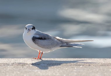Denize yakın bir iskelede oturup ortak sumru yavru kuş (Latince: Sterna hirundo)