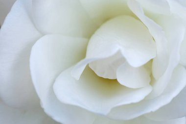 Buzdağı (Latince: Surrexerunt) adı verilen beyaz gül çiçeğine yakın plan, kısa odak derinliği