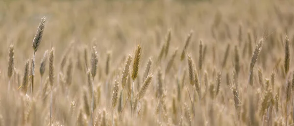 Búzamező Meleg Délutánokra Rövid Mélysége Fókusz — Stock Fotó