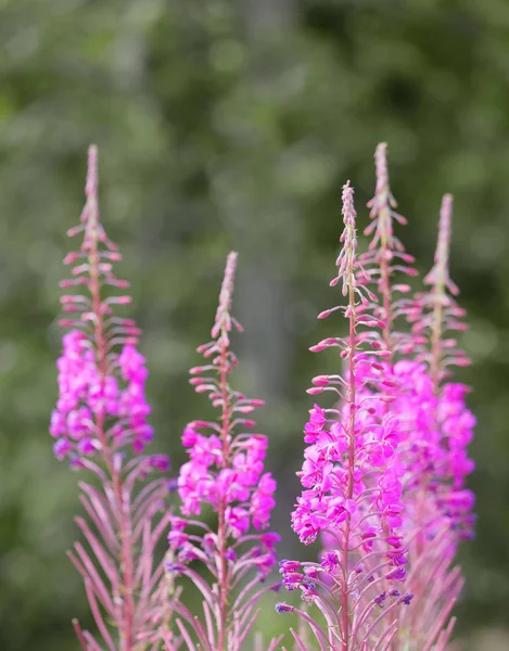 Closeup Purple Willow Herb Flower Latin Chamaenerion Angustifolium Green Unsharp — Stock Photo, Image