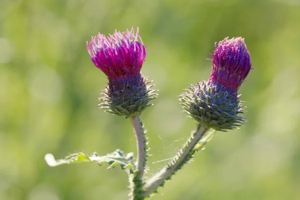 Closeup Purple Thistle Flower Latin Carduus Green Unsharp Background — Stock Photo, Image