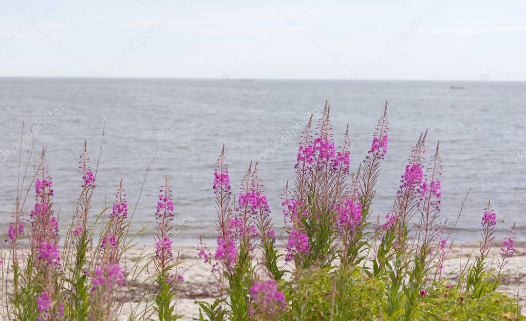 Purple willow herb flower (latin: Chamaenerion angustifolium), sea in the background