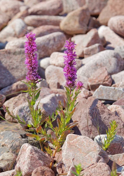 Purple Loosetrife Flower Growing Stones Shore Latin Lythrum Salicaria — Stock Photo, Image