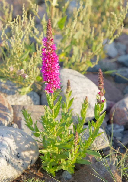 Flor Trife Suelta Púrpura Creciendo Entre Las Piedras Orilla Latín —  Fotos de Stock