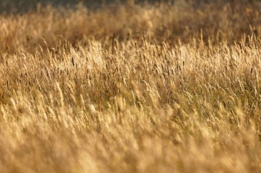 Çayır sıcak akşam ışık, kısa odak derinliği