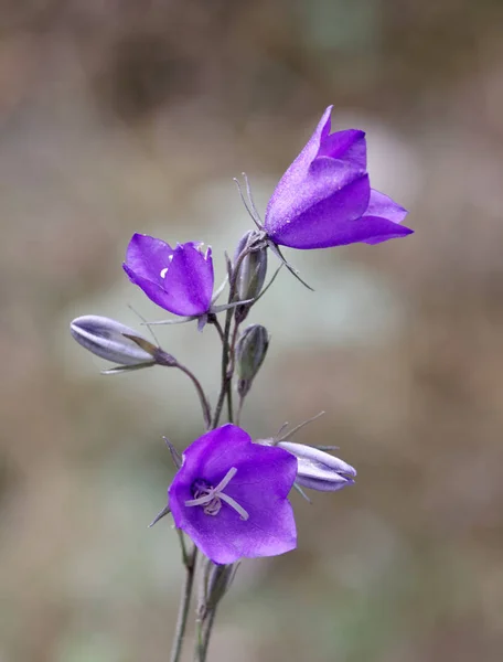 Flor Bluebell Fondo Sin Filo Latín Campanula Persicifolia —  Fotos de Stock