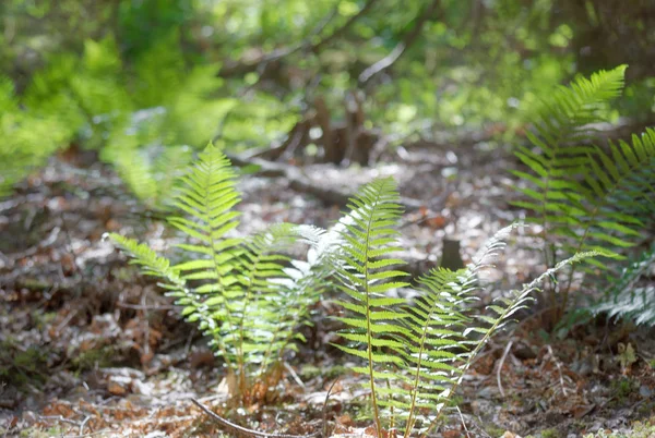 Green fern plants in the forest — Stock Photo, Image