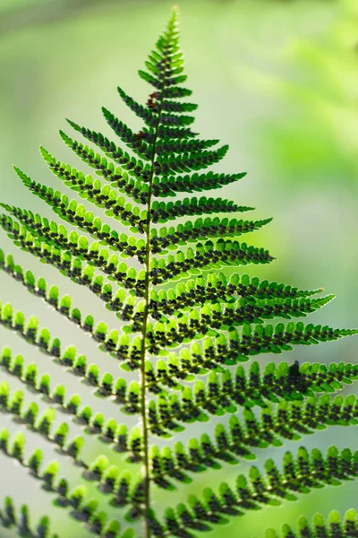 Closeup of a backlit green fern plant — Stock Photo, Image