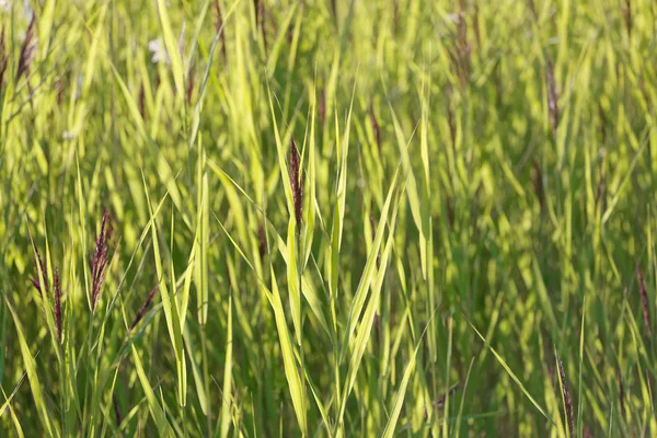 Reed Plants Small Lake Swamp — 스톡 사진