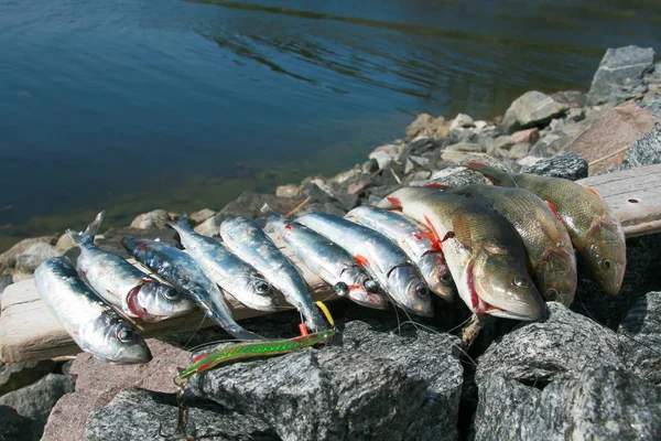 Baltic Herring and Perch fish laying on a wooden plank, the catch of today. The sea in the background