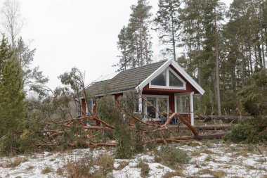 Korkunç fırtına Roslagen İsveç'in doğu bölümünde Alfrida sonra düşmüş çam ağaçları