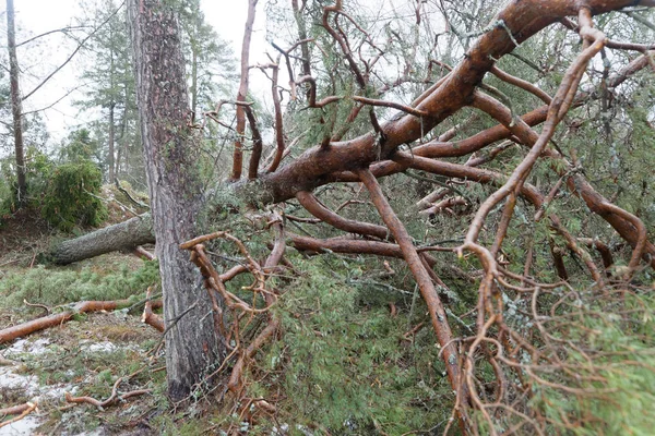 Fallen Pine Trees Terrible Storm Alfrida Roslagen East Part Sweden — Stock Photo, Image