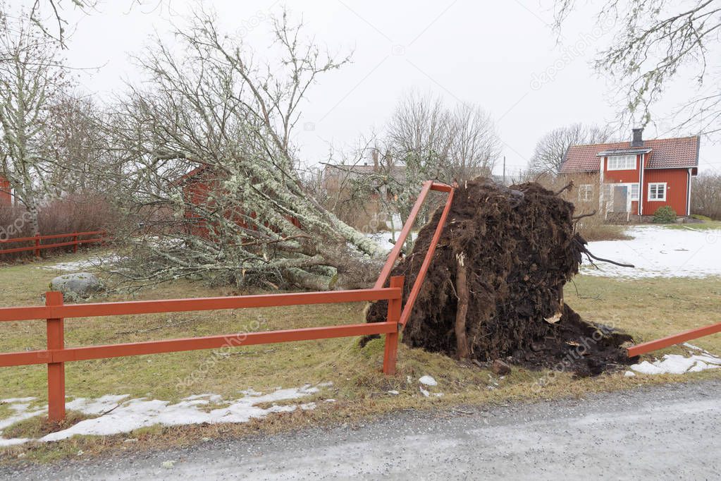 Fallen tree and destroyed fence in front of a red cottage after the terrible storm Alfrida in Sweden in Roslagen in the east part of Sweden