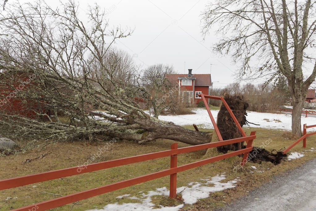 Fallen tree after the terrible storm Alfrida in Roslagen in the east part of Sweden