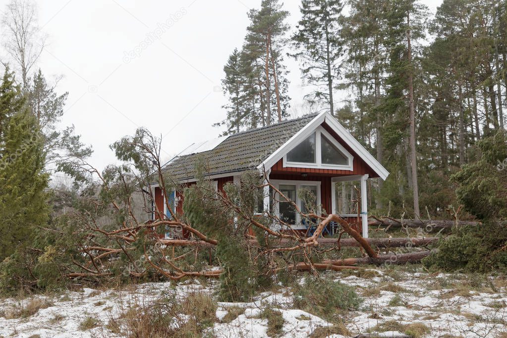 Fallen pine trees after the terrible storm Alfrida in Roslagen in the east part of Sweden