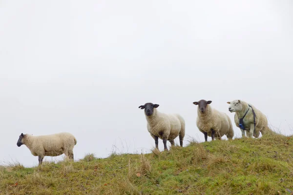Widok Przodu Czterech Ciekawych Owiec — Zdjęcie stockowe