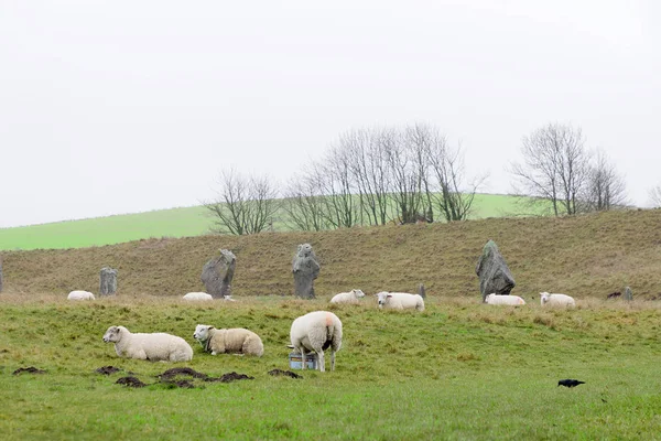 Wiltshire Grã Bretanha Dec 2018 Tsheeps Monumento Pedra Círculo Avebury — Fotografia de Stock