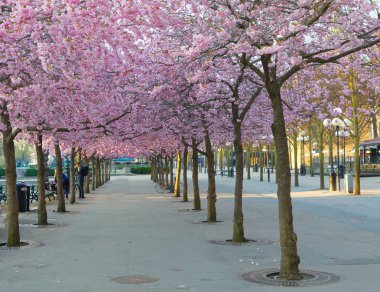 Kiraz ağacı pembe kiraz çiçek dolu (Latince: Cerasus)