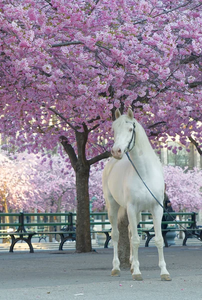 White horse below the cherry trees full of pink cherry bloom (la — Stock Photo, Image