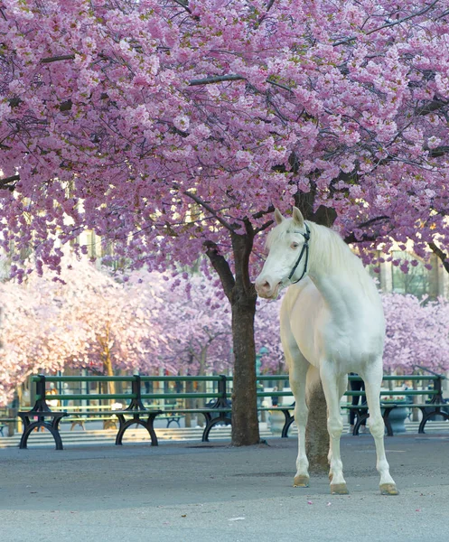 White horse below the cherry trees full of pink cherry bloom (la