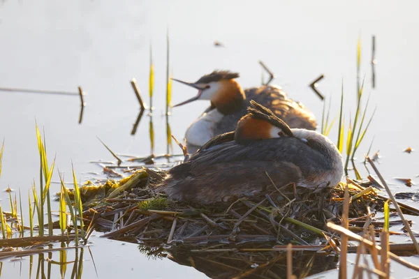 Due uccelli di Grebe nella canna, uno adagiato sul nido. Morni precoci — Foto Stock