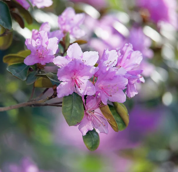 Pembe Rhododendron güzel bir dalı Closeup