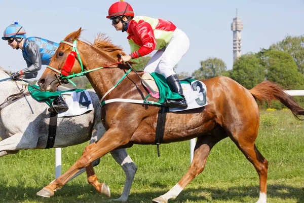 Vue de face latérale de jockeys colorés équitation chevaux de course arabes — Photo