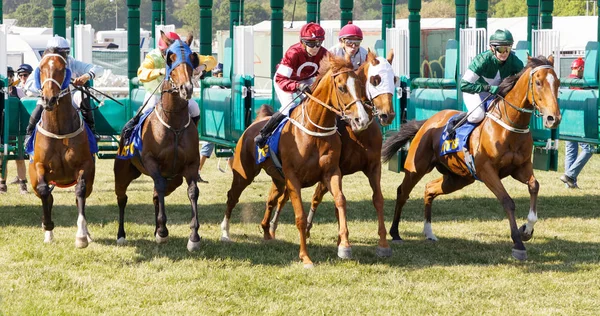 Start of the gallop race for arabian gallop race horses and colo Royalty Free Stock Photos