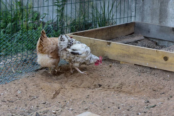 写真のシリーズ コロノウイルスの流行のハウスキーピング これらはTsarskoselskaya品種の大規模な鶏と一緒にプシュキンスキー鶏の飼料です — ストック写真