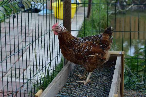 一連の写真 コロノウイルスの流行における家計経済 レニングラードチンツの品種の鶏 — ストック写真