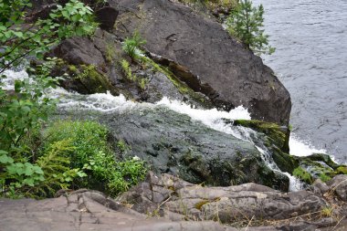 Karelya huş ağacının dalları, Kivach şelalesine akan bir dağ deresi ve kıyıda bir çam ağacı.