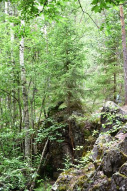 Altında dalgalı bir dere bulunan dağ geçidi ve kıyılar boyunca Karelian huş ağacı..