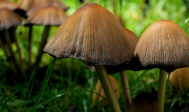 Grzyby niejadalne w zielonej trawie