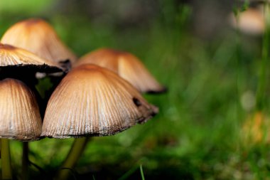 Grzyby niejadalne w zielonej trawie