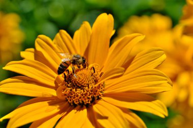 Yabani çiçeklerin üzerinde oturan bir arı