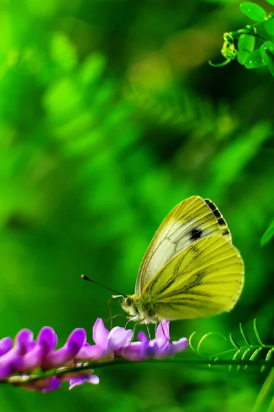 蝴蝶栖息在紫色野花上 — 图库照片