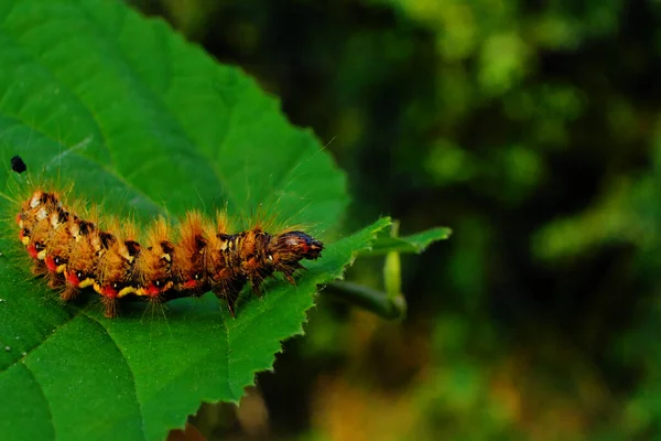 Gąsienica Zielonym Liściu — Zdjęcie stockowe
