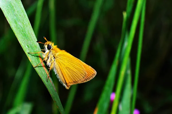 Borboleta Noturna Grama Campo — Fotografia de Stock