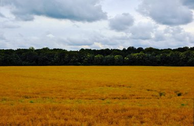 Hasattan önce kolza tarlası. Bulutlu gökyüzü.