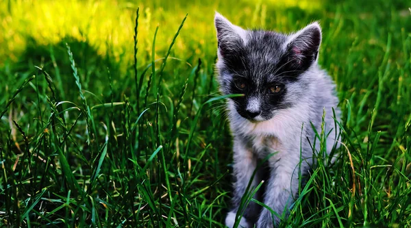 Küçük Gri Kedi Yavrusu — Stok fotoğraf